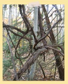 Image of a twisted tree around a straight one